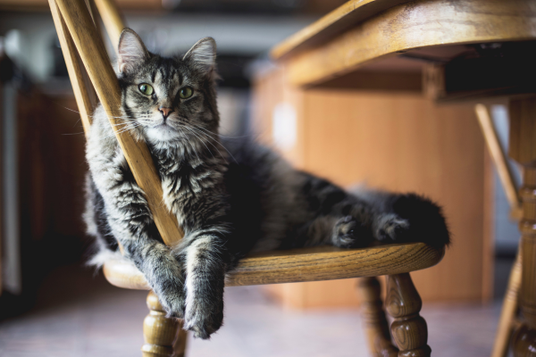 blog imagens cabecalho - Gatos na estação de outono: Cuidados fundamentais!