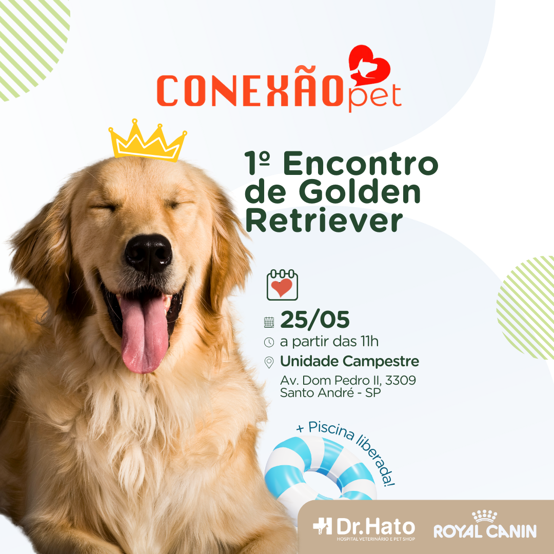 encontro de goldens post - Golden Day: Um Encontro Dourado de Alegria e Amizade na Unidade Campestre do Dr. Hato!