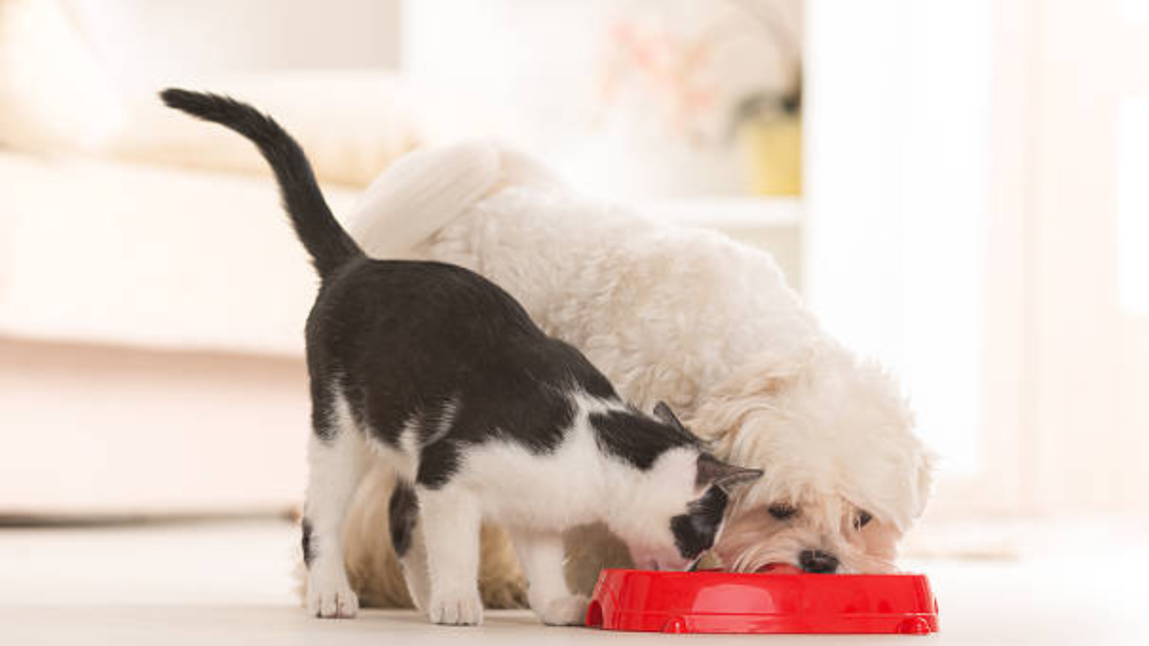 prevencao de doencas ocular 1 - O Papel da Nutrição na Saúde Ocular do seu Pet: Conselhos de um Oftalmologista Veterinário