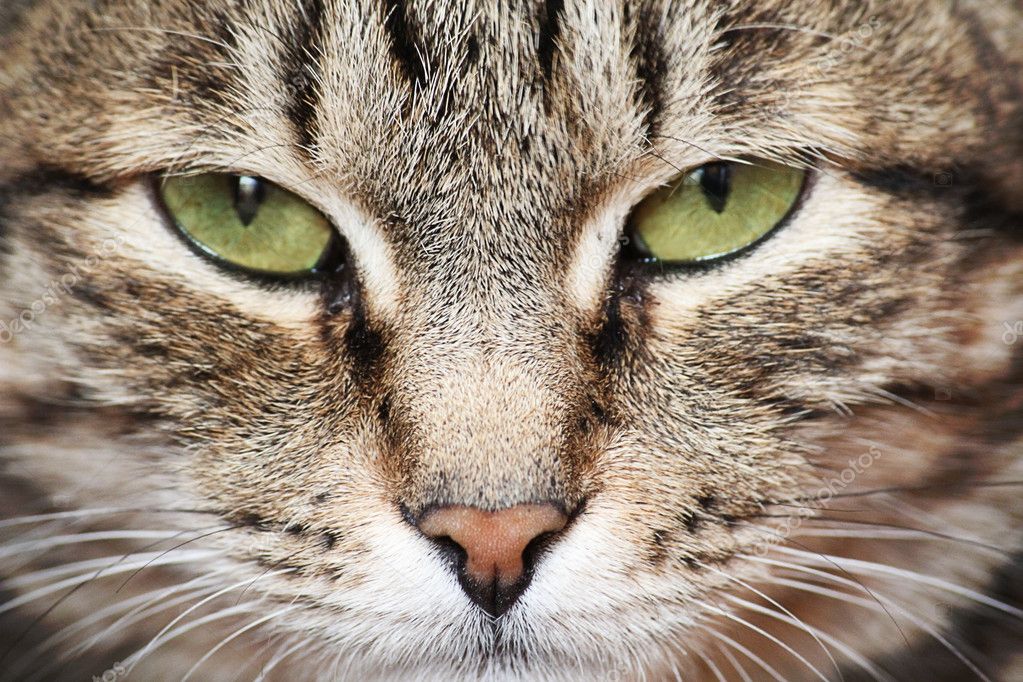 depositphotos 10939610 stock photo green cats eyes - Dia Mundial da Saúde Ocular para Pets: Um Alerta para a Prevenção