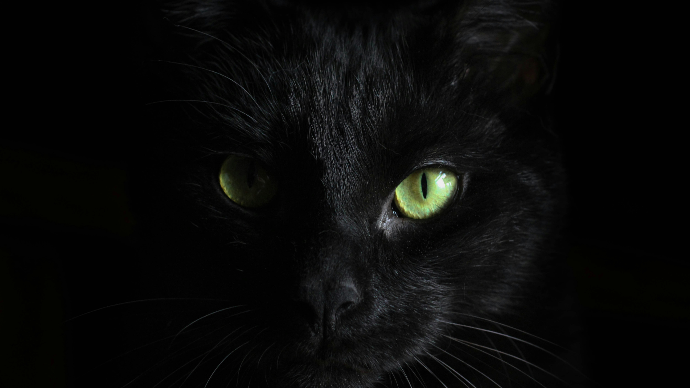 gato preto - Celebrando o Dia Internacional do Gato: Desvendando Mitos e Apreciando Fatos Fascinantes