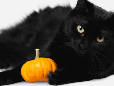 halloween gato preto 1 370x280 - Gatos Pretos: Mais Charme do que Mal Olhado! 🐈‍⬛