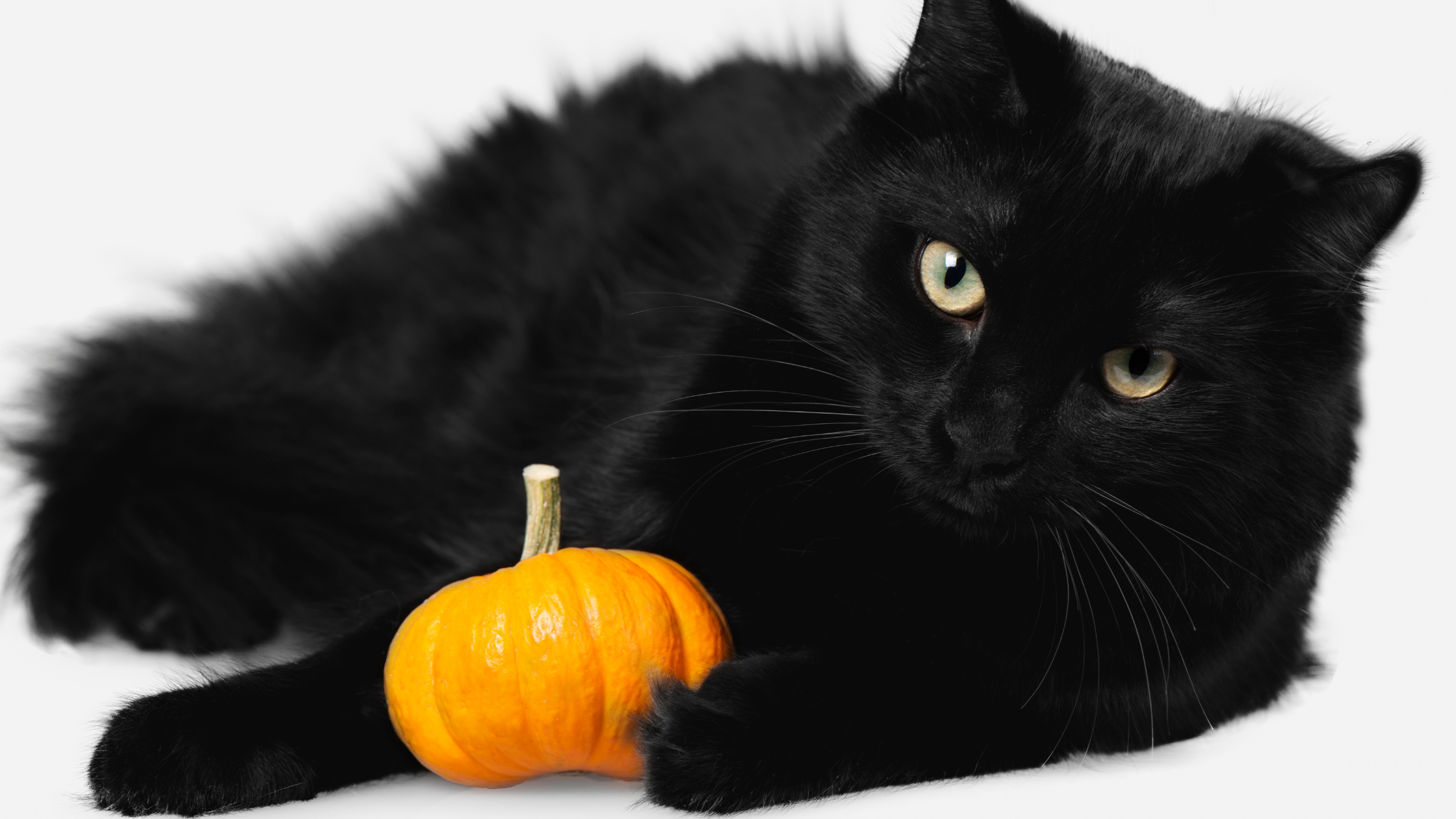 halloween gato preto 1 - Gatos Pretos: mais charme do que mal olhado! 🐈‍⬛